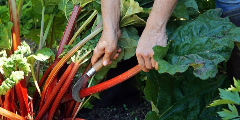 When To Prune Rhubarb