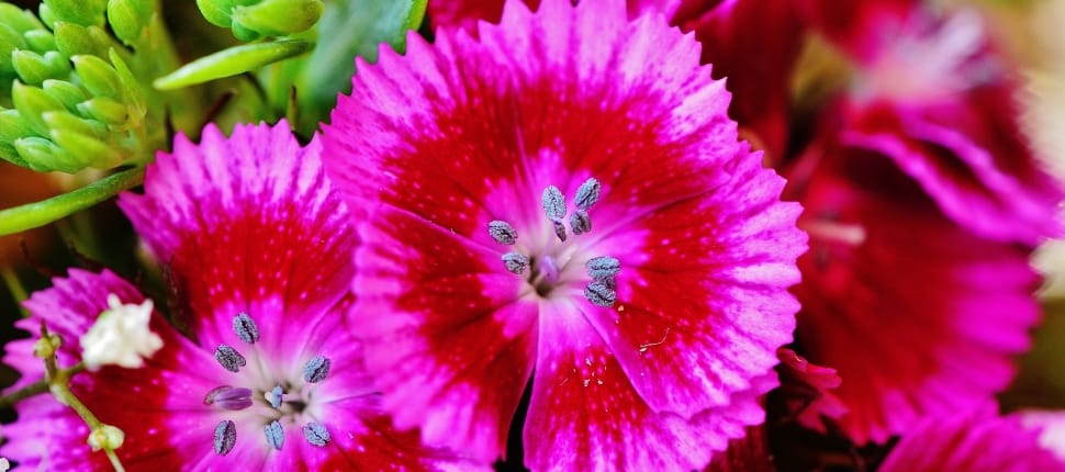When and How Should You Fertilize Dianthus