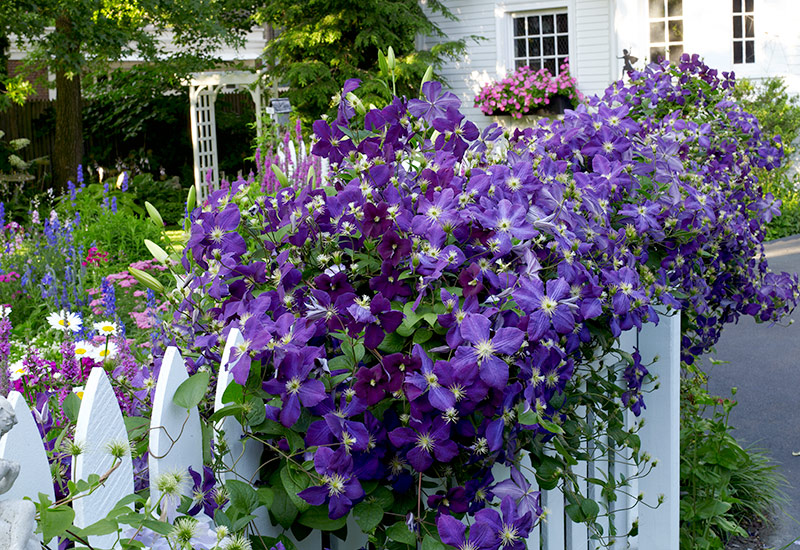 When and Where to Plant Clematis