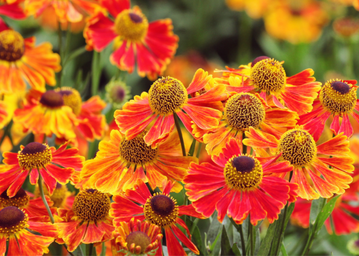 When and Where to Plant Helenium Plants
