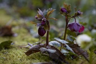 When to Cut Back Hellebores