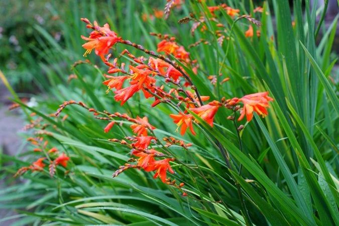 When to Cut Crocosmia