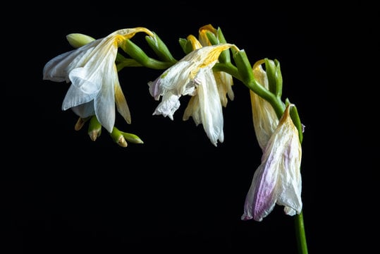 When to Deadhead Lilies