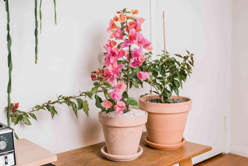 When to Grow Bougainvillea