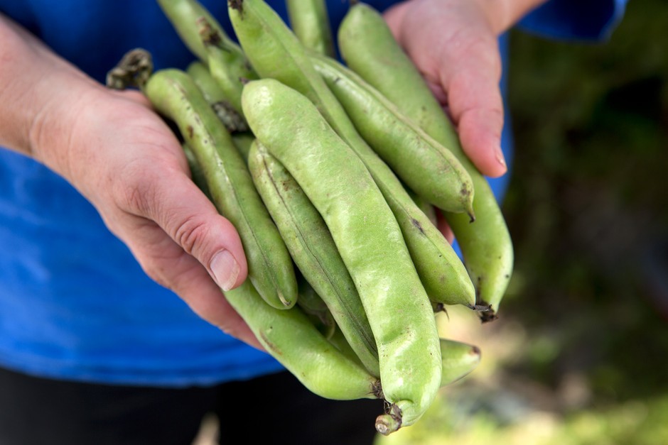 When to Harvest Broad Beans