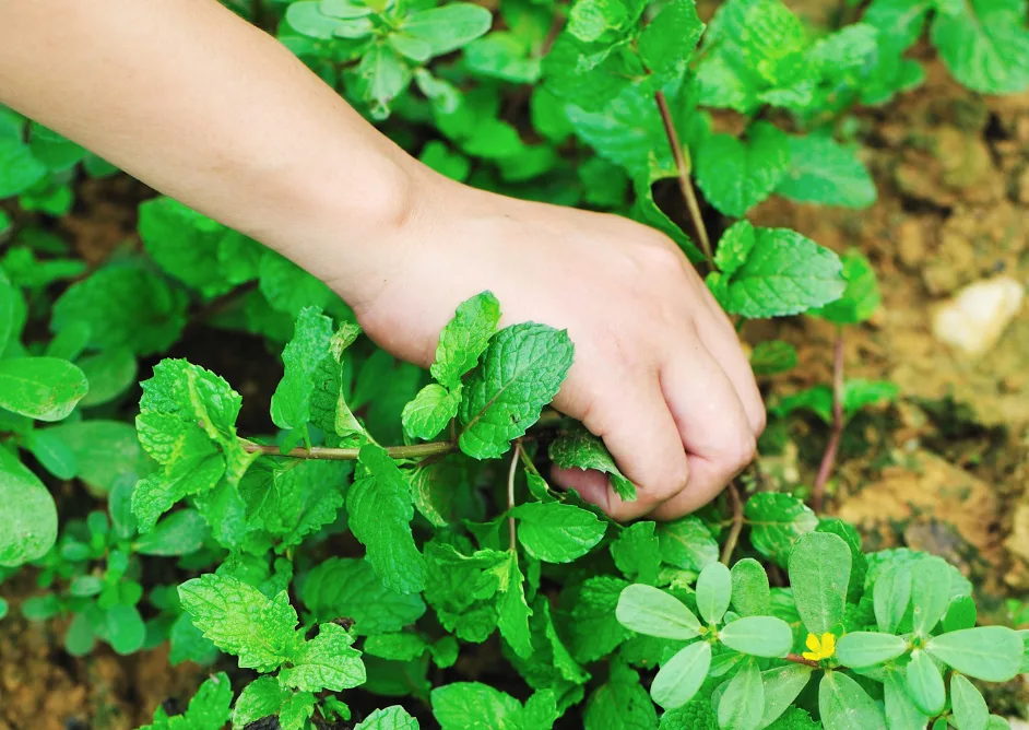 When to Harvest Mint Leaves.png