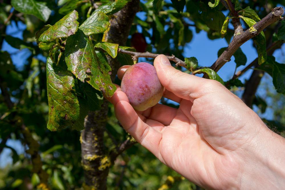 When to Harvest Plums