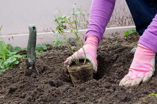 When to Plant Asters