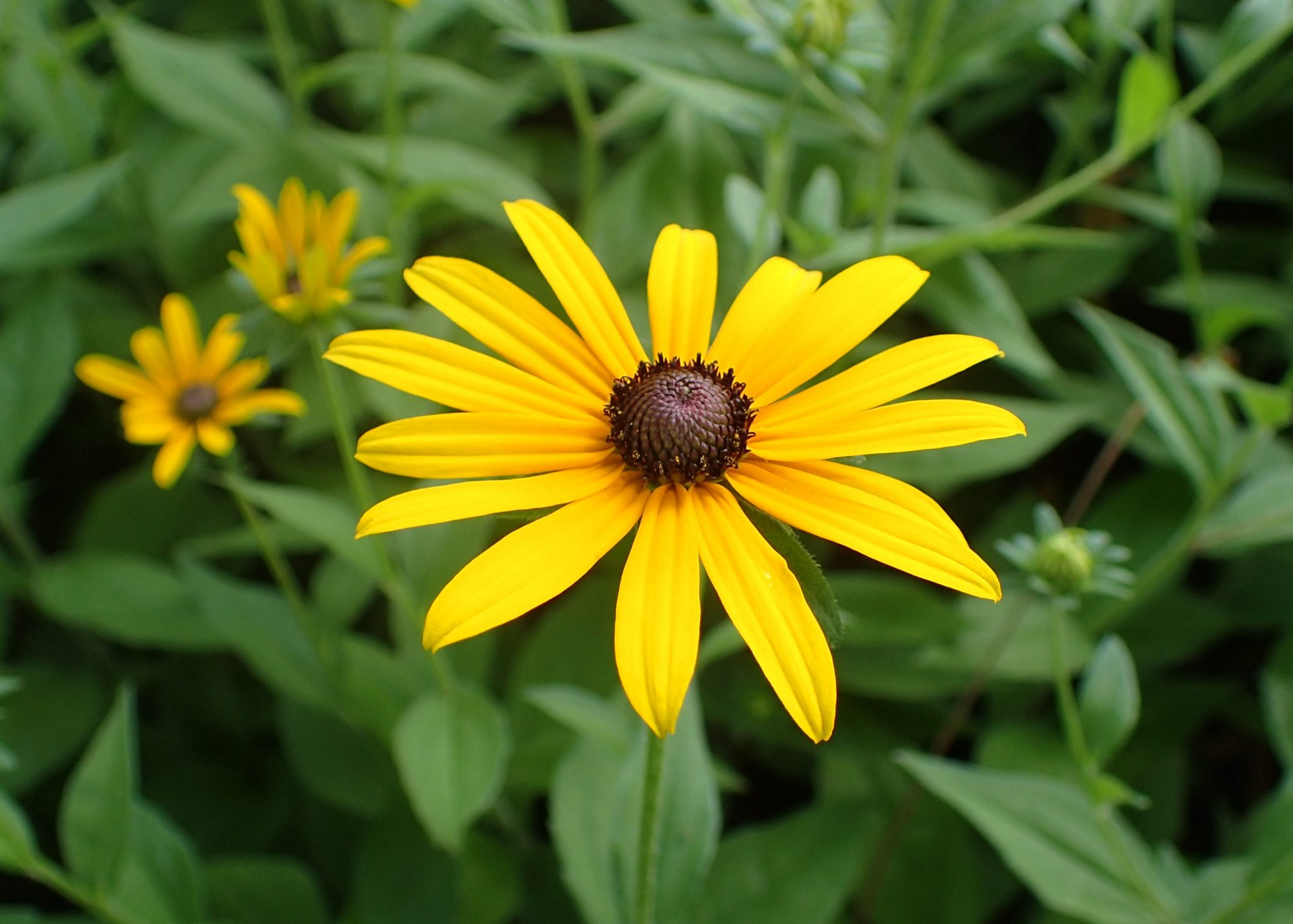 A Beginner's Guide to Growing Black Eye Susans (Rudbeckia) The Arches