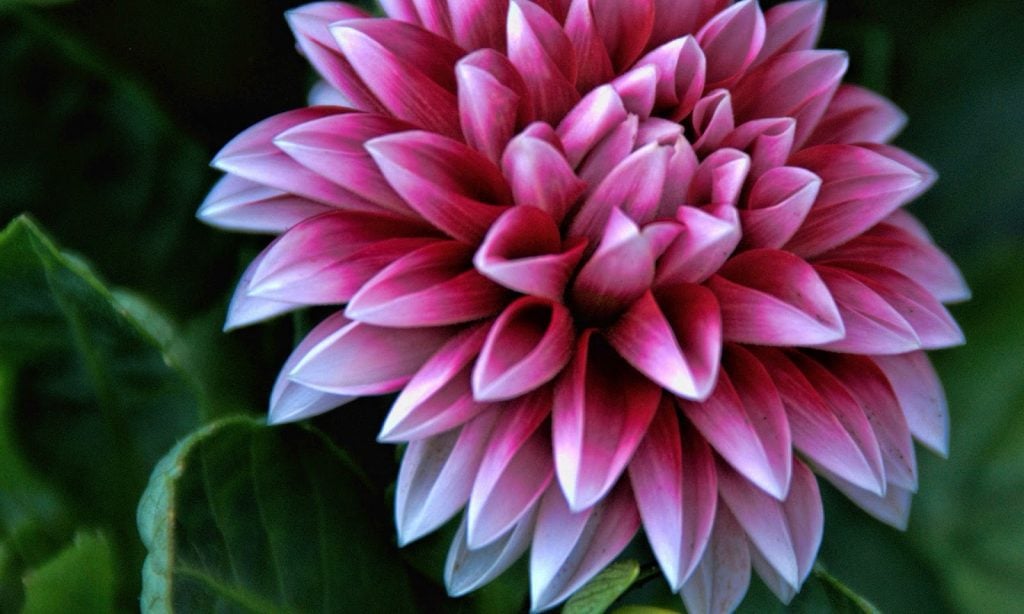 When to Plant Dahlia Tubers