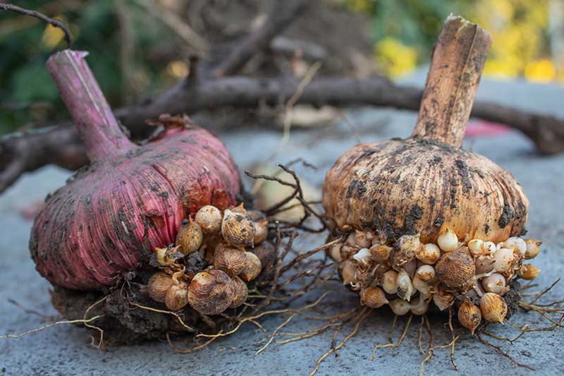 When to Prune Gladiolus Bulbs