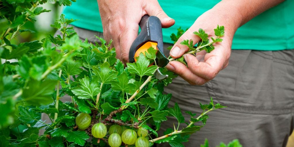 When to Prune Gooseberry Bushes in the UK