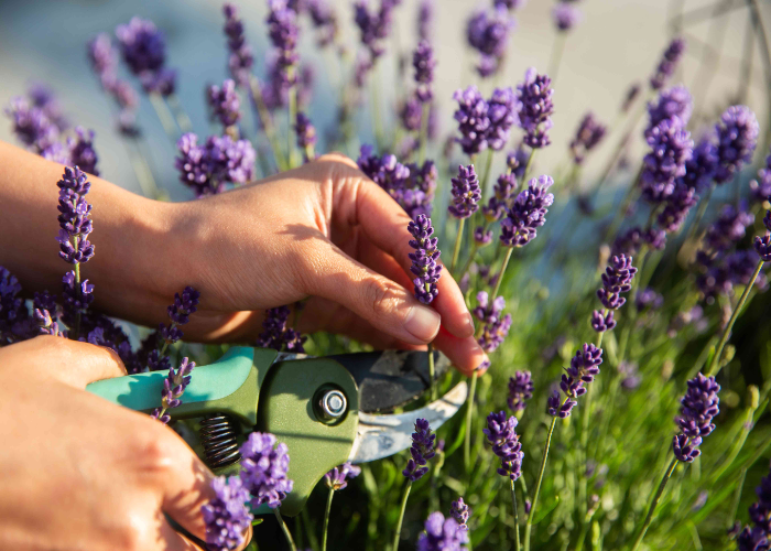 When to Prune Lavender