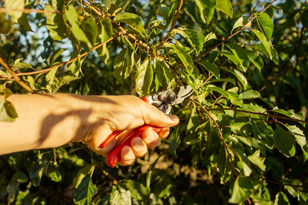 When to Prune Pear Trees in the UK