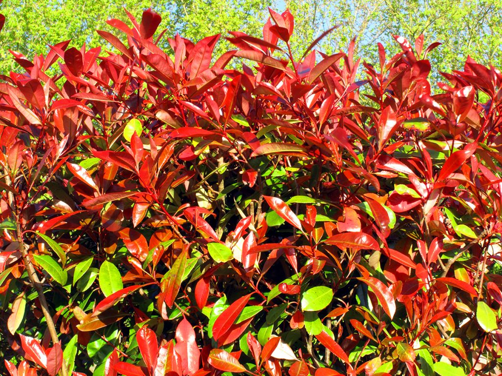 When to Prune Photinia Red Robin in the UK