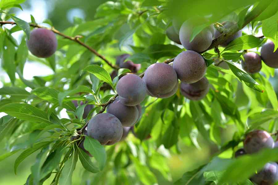 When to Prune Plum Tree