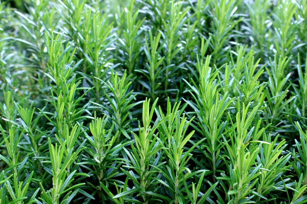 When to Prune Rosemary