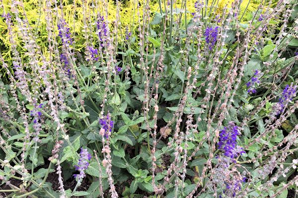 When to Prune Salvias?