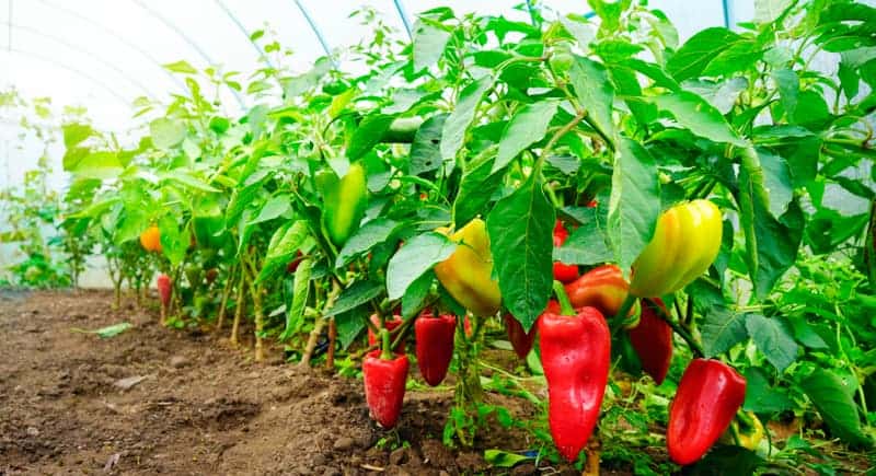 When to Sow Capsicum