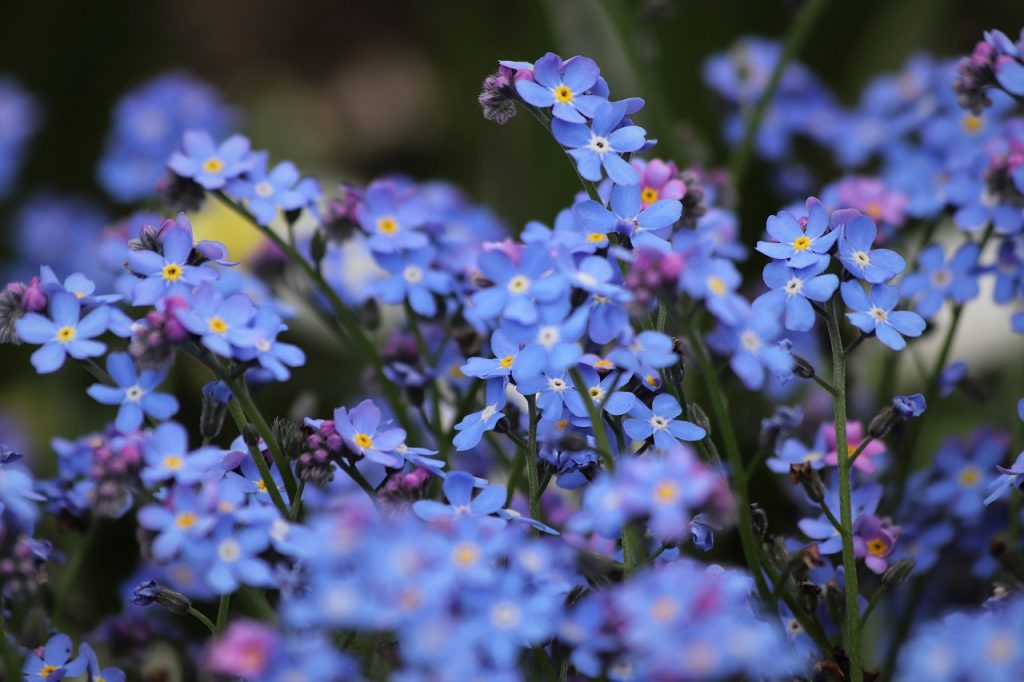 When to Sow Forget-Me-Not Seeds