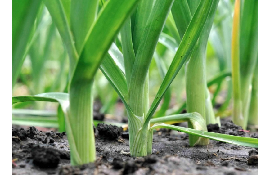 When to Sow Leeks