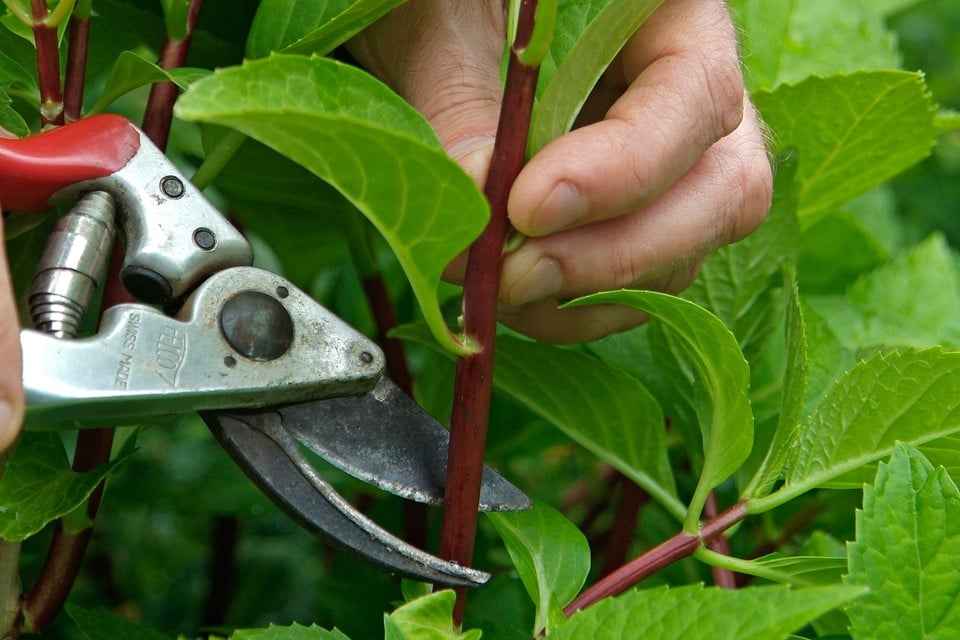 When to Take Cuttings for Propagation