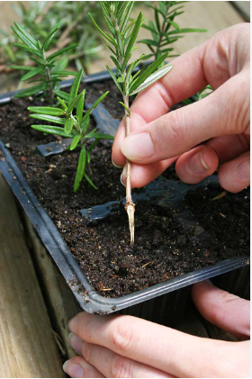 When to Take Rosemary Cuttings?