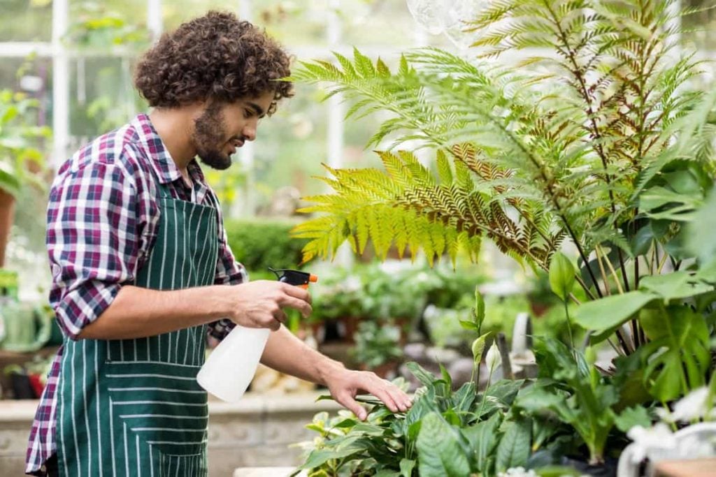 When to Use Neem Oil on Plants