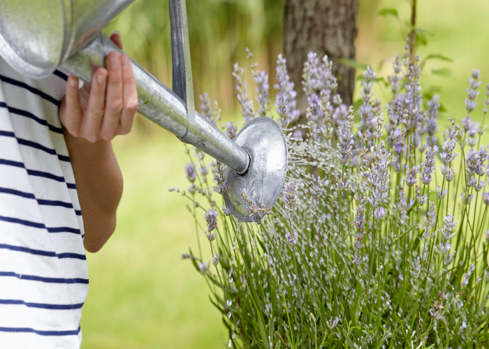When to Water Lavender