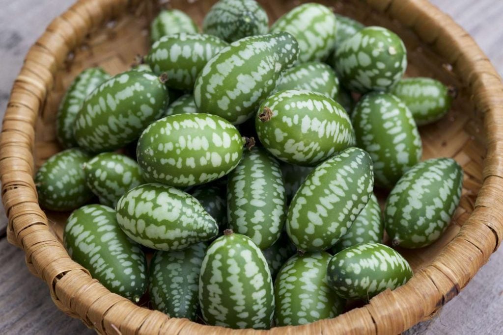 Where Are the Cucamelon Plants' Natural Habitats