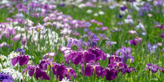 Where Do Irises Grow the Best