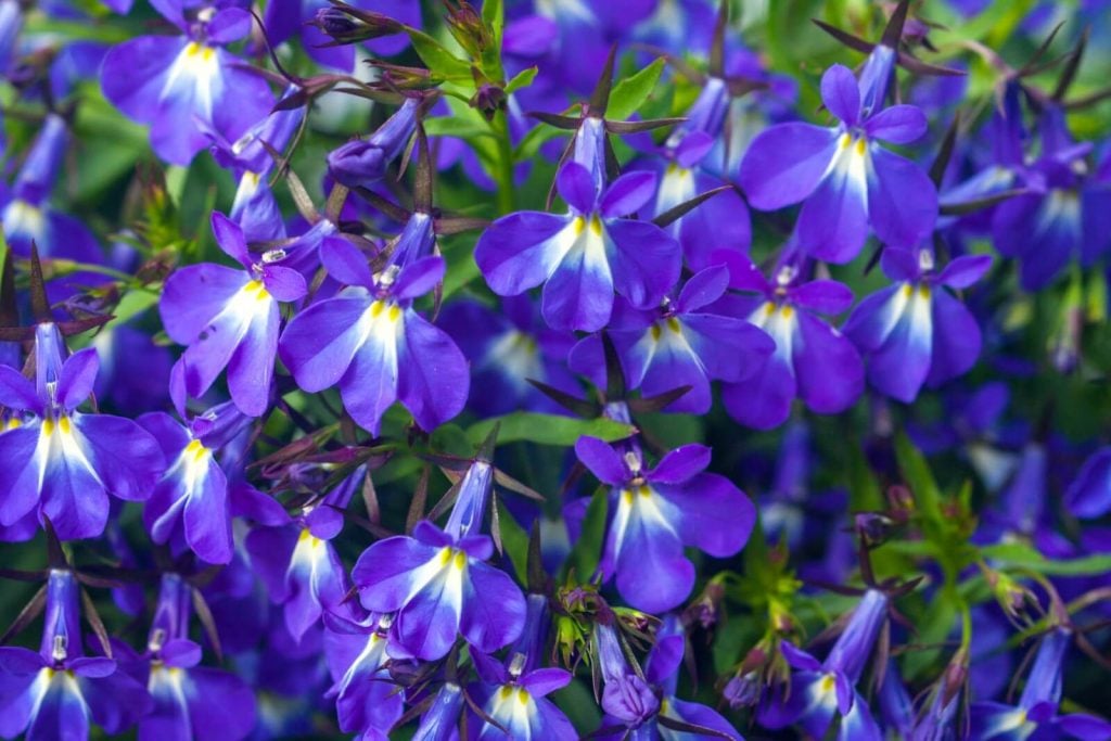 Where Should Lobelia Be Planted