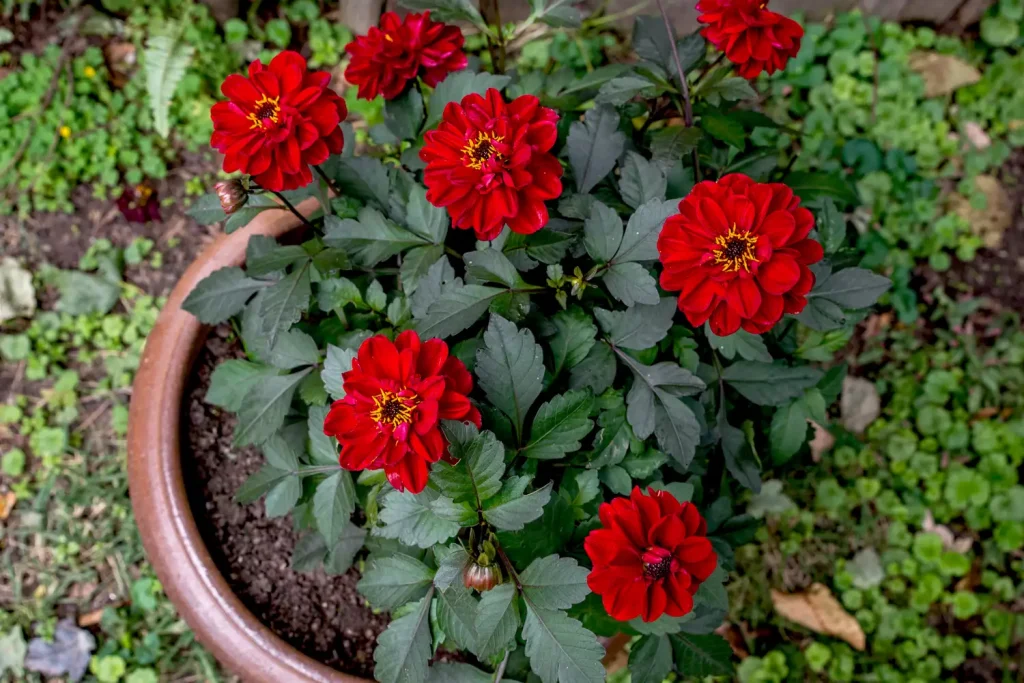 Where and When to Plant Dahlia