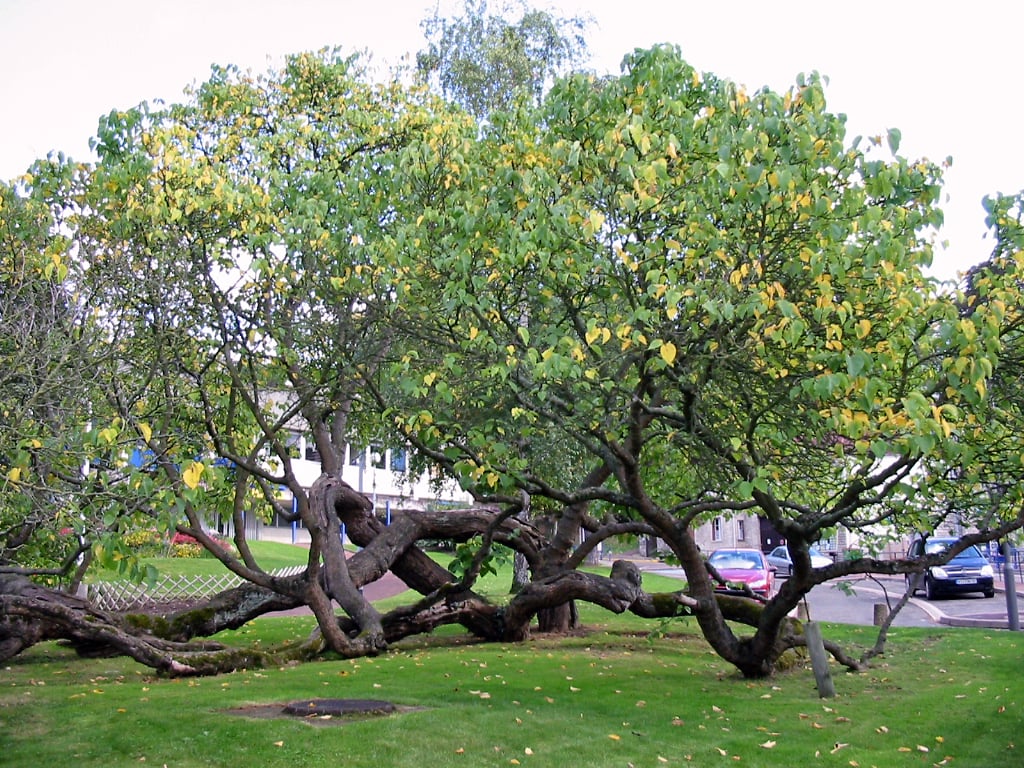 Where to Plant Black Mulberry Tree