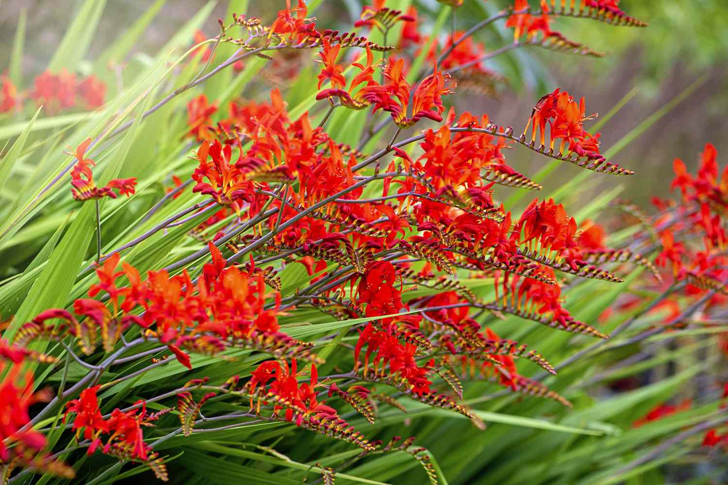 Where to Plant Crocosmia