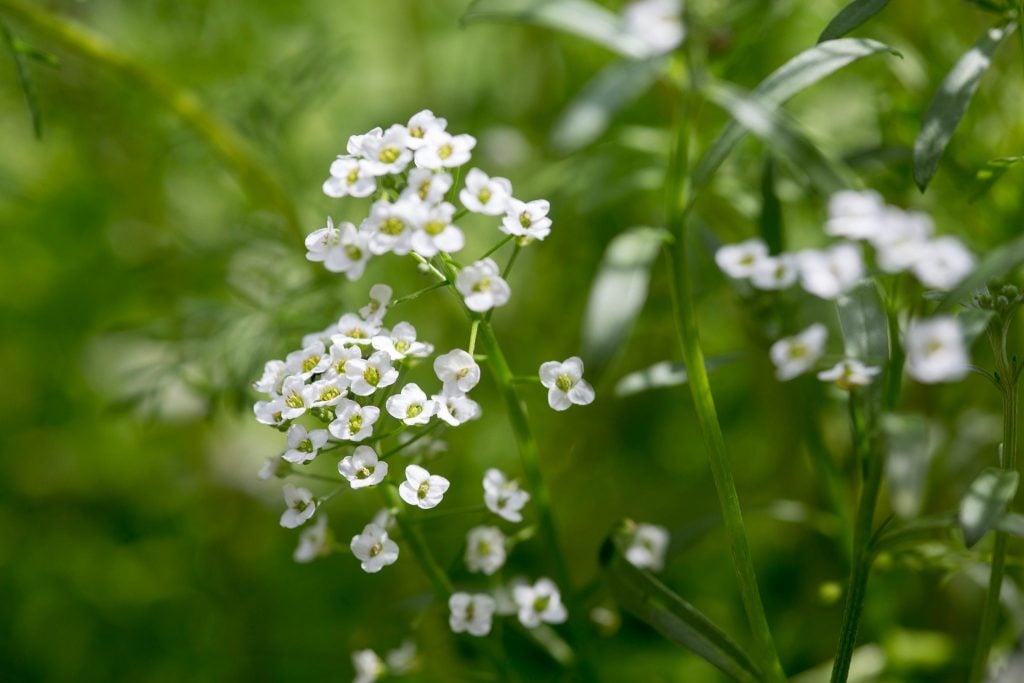 Where to Plant Sweet Alyssum