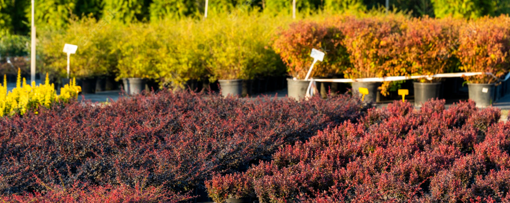 Where to Plant the Barberries