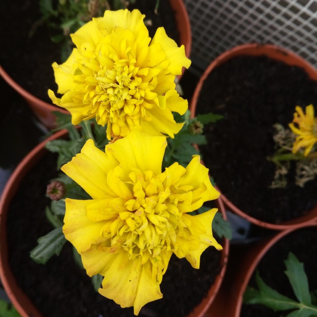 Where to plant Tagetes Marigolds