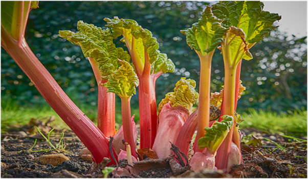 Which Month Is Ideal for Rhubarb Picking