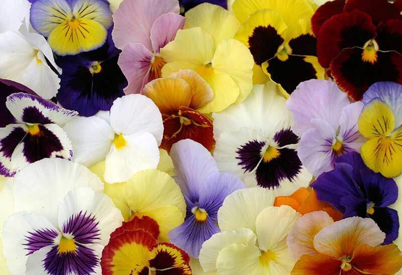 Which Pansies to Choose