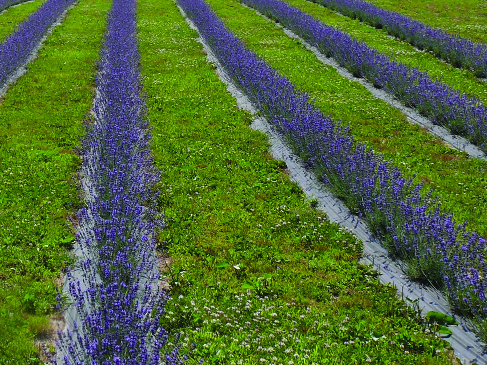 Which Soil Type for Lavender