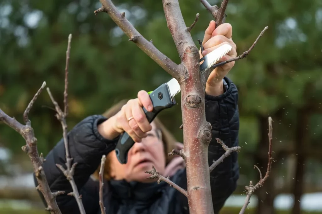 Which Tools are Needed for Pruning An Apple Tree