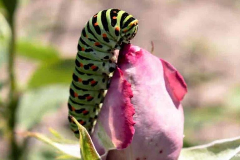 Which Pesticide to Use for Caterpillars on Roses
