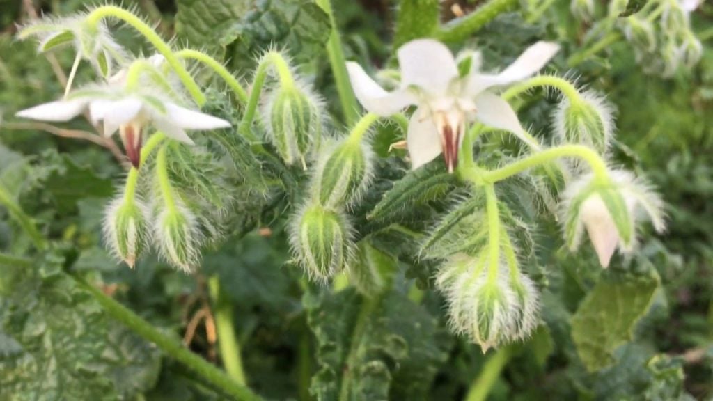 White Borage (Borago Officinalis' Alba')