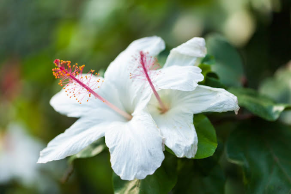 White Hibiscus (1)