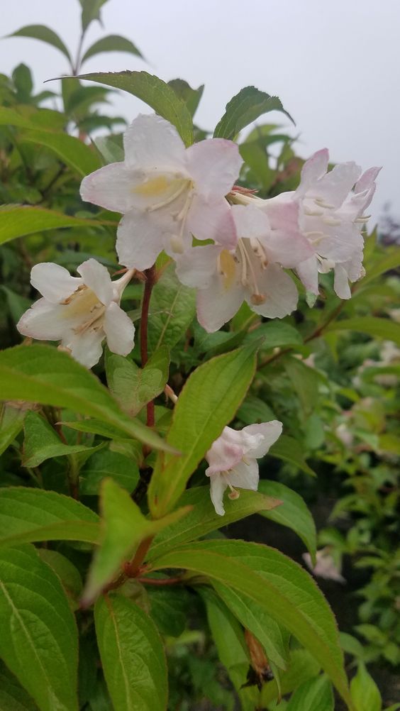 White Knight Weigela