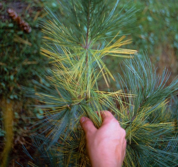 How Can You Re-Plant a Christmas Tree After the Holidays? - TheArches