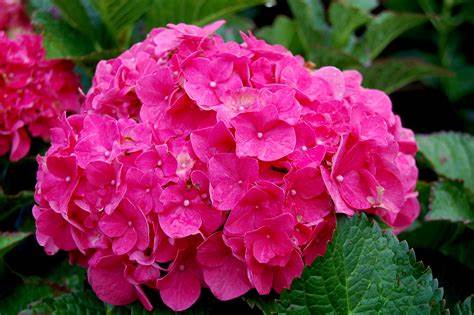 Why Choose Hydrangea Flowers