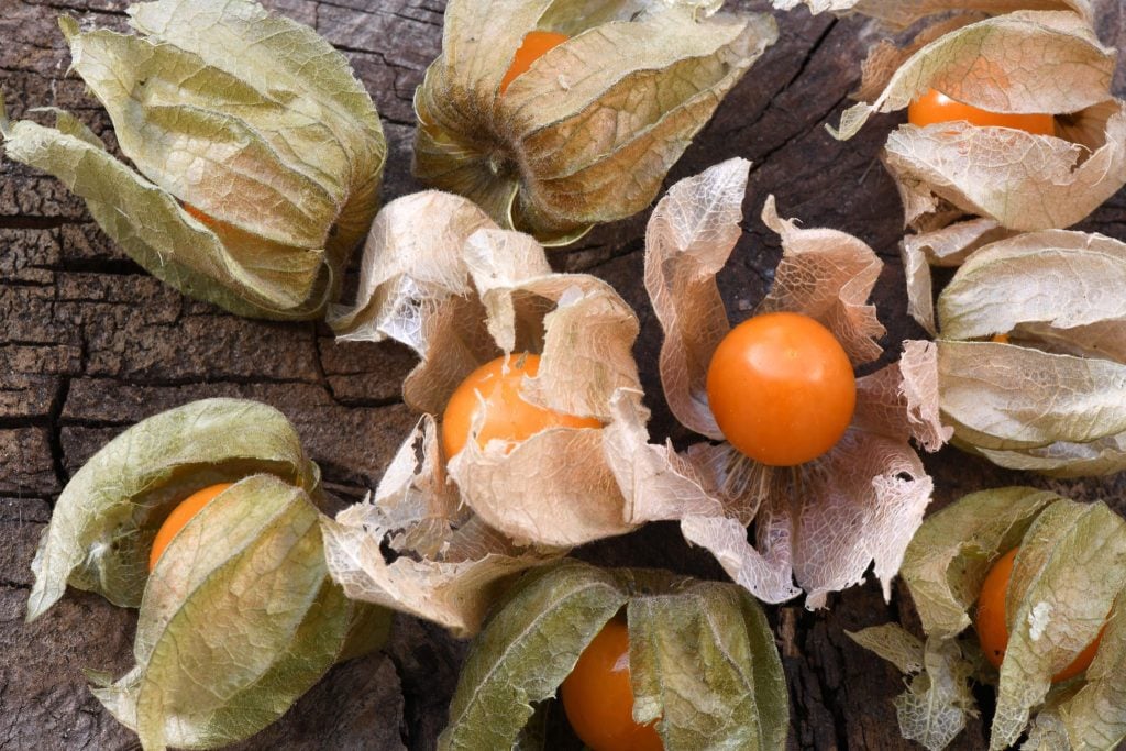 Why Choose Physalis Peruviana