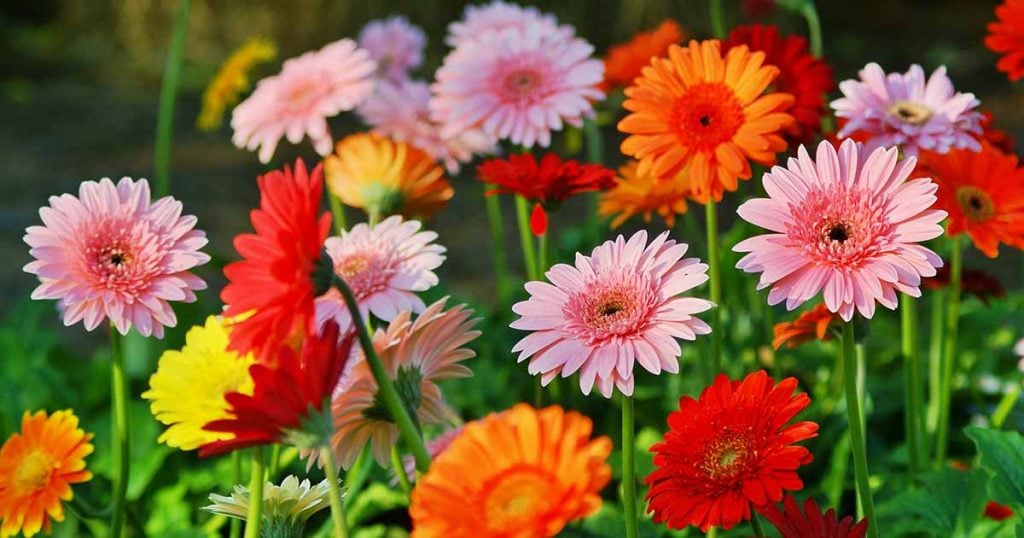 Why Deadhead Gerbera Daisies